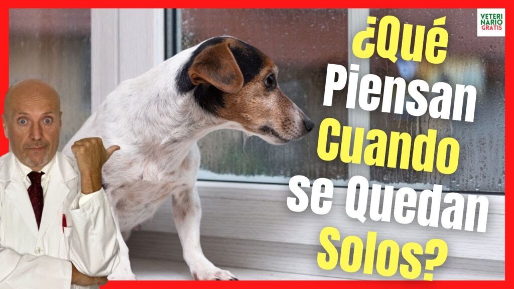 5 consejos de psicología para calmar la ansiedad por separación en perros 1 5 consejos de psicologia para ca