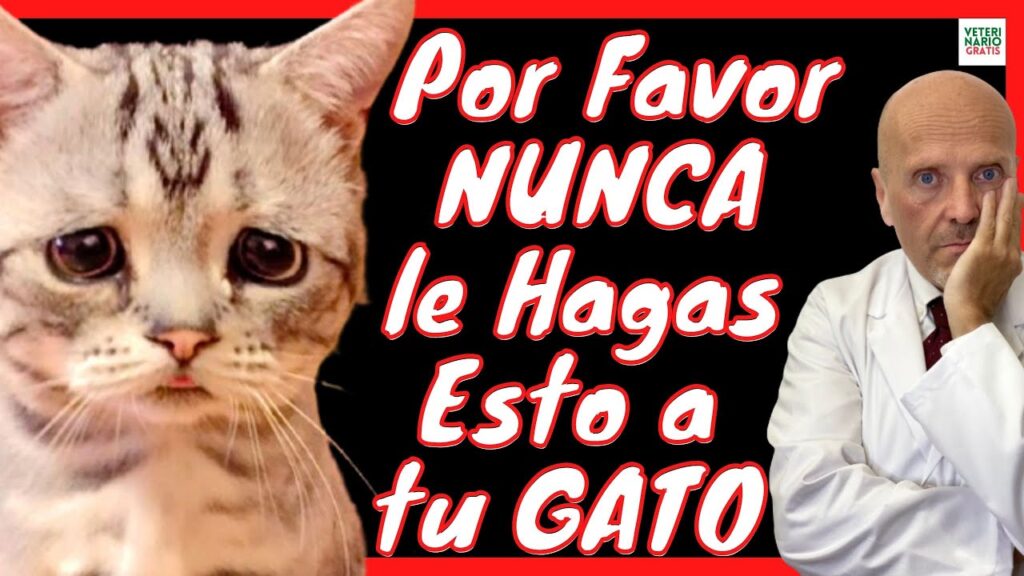 Ailurofobia: El miedo irracional a los gatos y sus síntomas 1 ailurofobia el miedo irracional