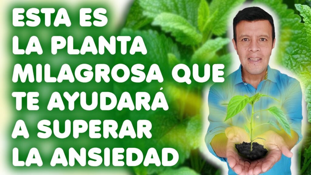 Alternativas naturales para controlar la ansiedad: El poder de la tila y la valeriana como remedios efectivos 1 alternativas naturales para cont