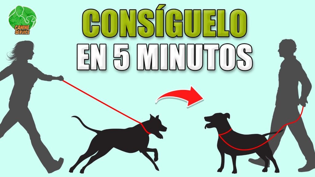 Ansiedad en perros: consejos de psicología canina para tratarla de forma natural 1 ansiedad en perros consejos de p