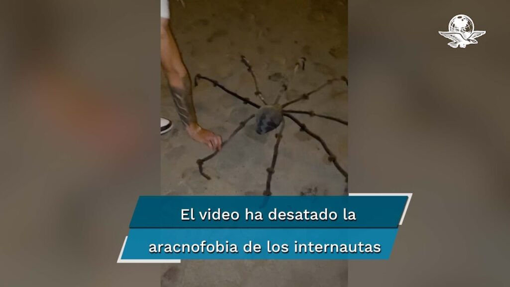 Aracnofobia Fashion: El miedo irracional a las arañas con ropa 1 aracnofobia fashion el miedo irr