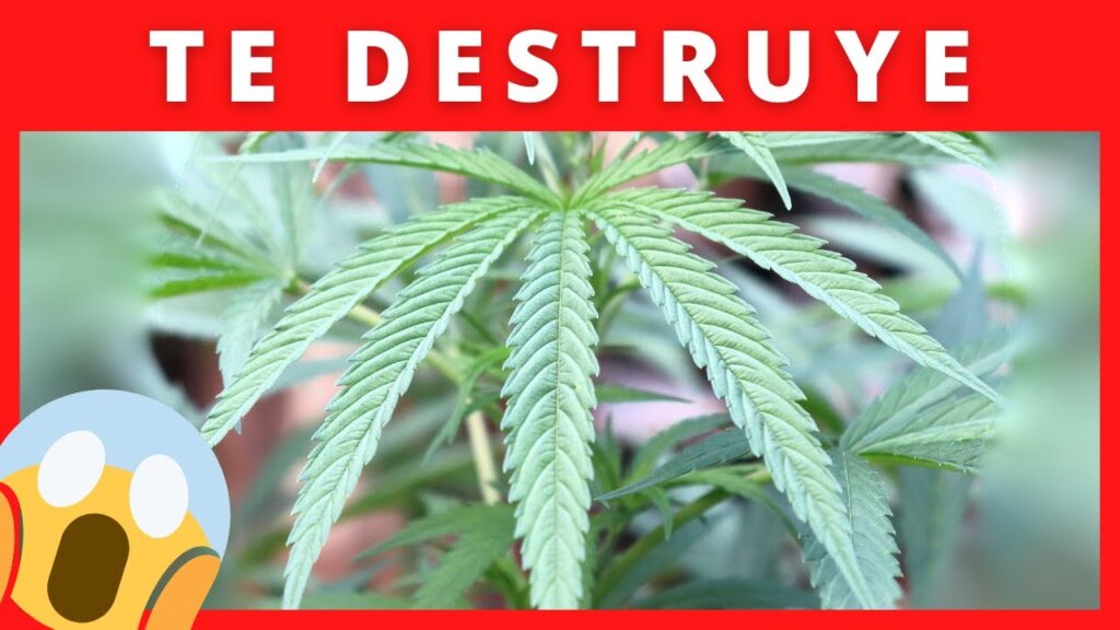 Cannabidiol: ¿Un vistazo prometedor al tratamiento de la ansiedad en la psicología? 1 cannabidiol un vistazo prometedo