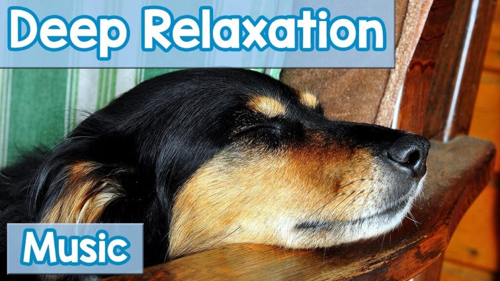 Cómo abordar la ansiedad en perros desde una mirada psicológica: consejos y técnicas eficaces. 1 como abordar la ansiedad en perr