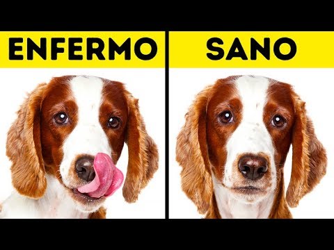 ¿Cómo afectan los movimientos involuntarios a la salud mental de los dueños de mascotas? 1 como afectan los movimientos inv
