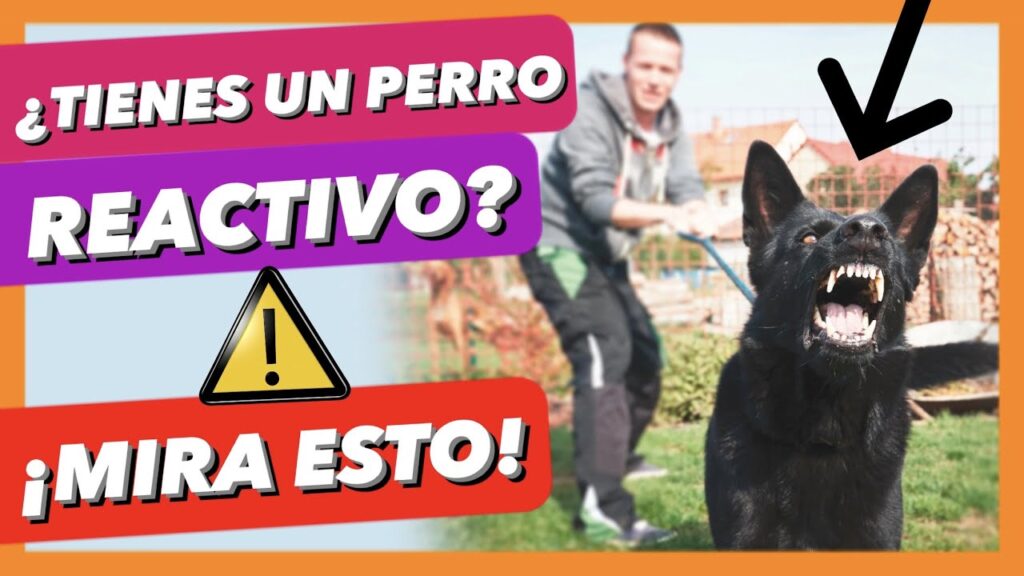Cómo ayudar a los niños a superar el miedo a los perros: Consejos para padres 1 como ayudar a los ninos a supera