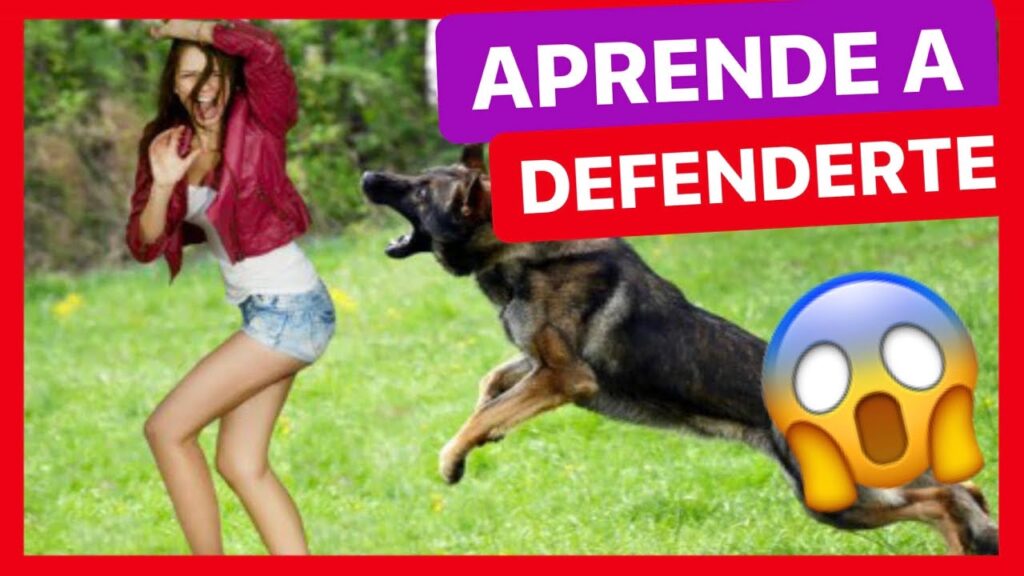 Cómo superar la cinofobia: todo lo que necesitas saber sobre el miedo a los perros. 1 como superar la cinofobia todo l