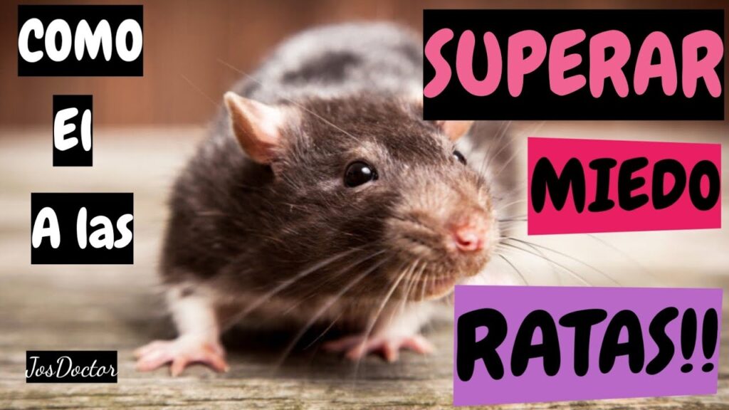 Cómo superar la ratofobia: consejos para vencer el miedo a los roedores 1 como superar la ratofobia consej