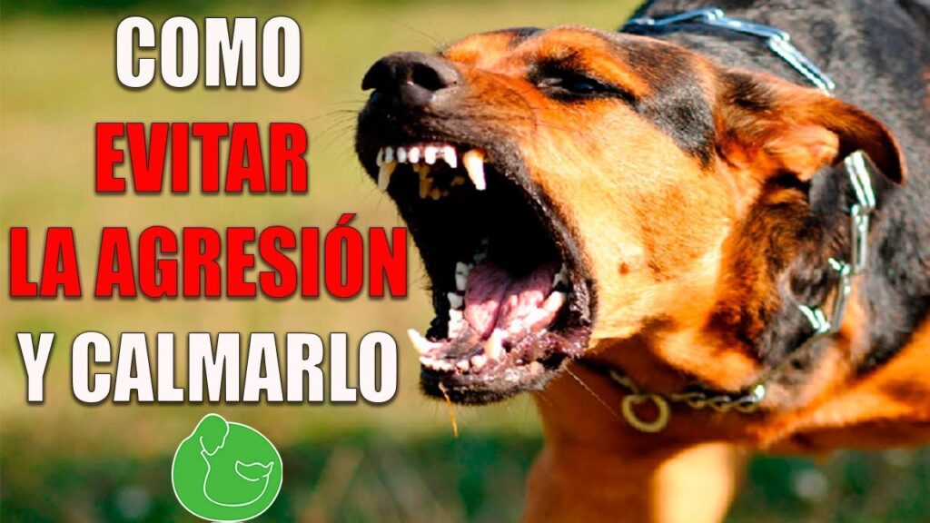 Comprendiendo el Síndrome de Noé en perros: Una mirada psicológica 1 comprendiendo el sindrome de noe