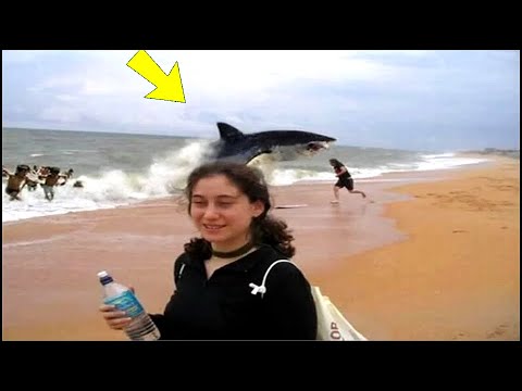 Comprendiendo los sueños con tiburones desde una mirada psicológica 1 comprendiendo los suenos con tib