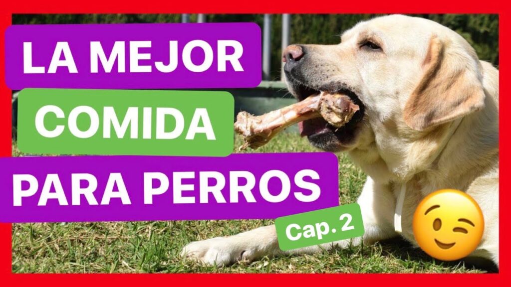 Consejos para ayudar a perros con ansiedad alimentaria a adoptar una dieta saludable 1 consejos para ayudar a perros co