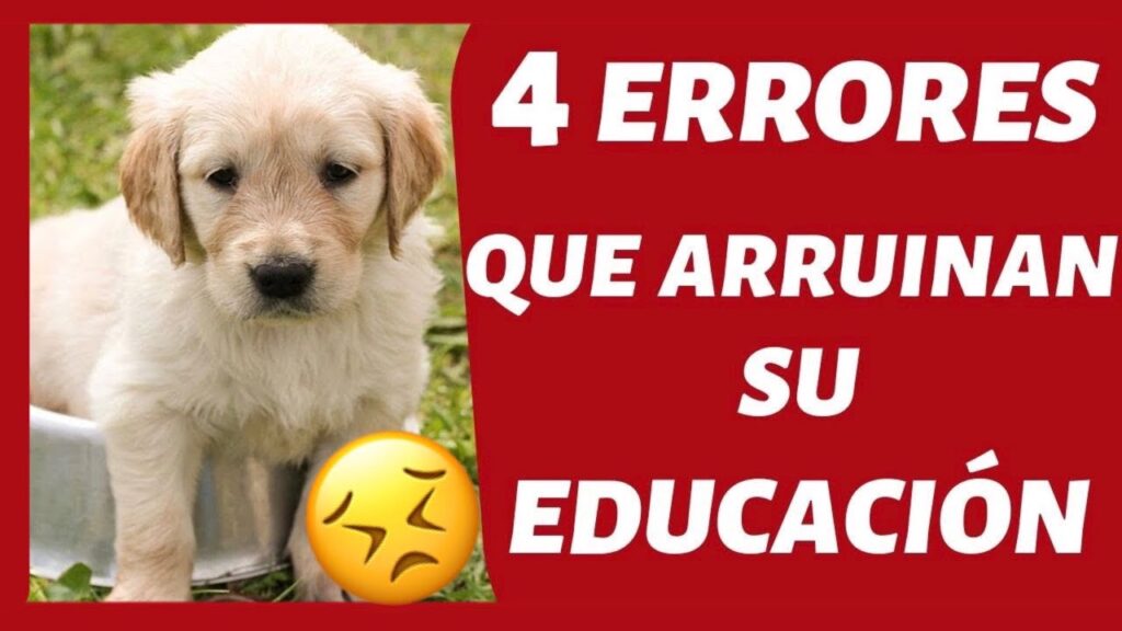 Consejos para el manejo de la ansiedad en perros mayores: Cómo ayudar a tu amigo canino a mantener la calma 1 consejos para el manejo de la an 1