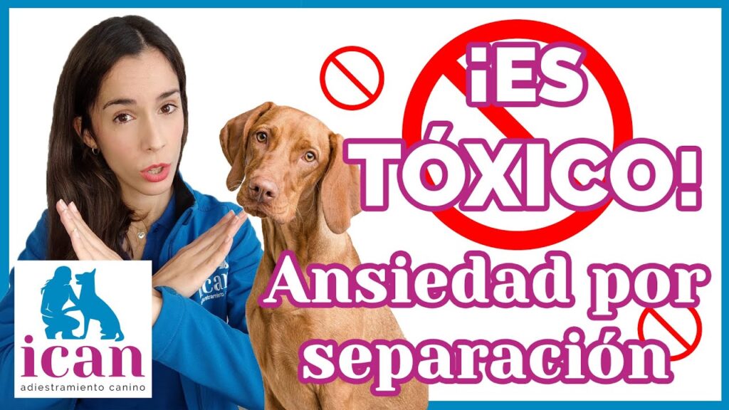 Consejos prácticos para manejar la ansiedad relacionada con nuestras adoradas mascotas 1 consejos practicos para manejar 2