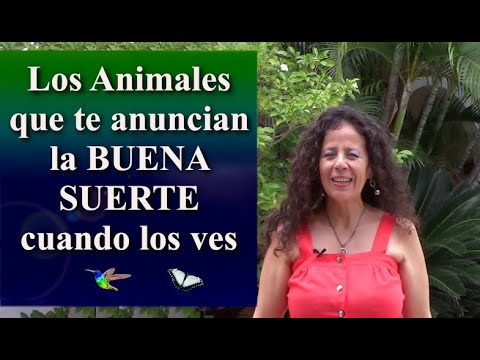 Descubre la interpretación psicológica de los sueños con cucarachas: ¿Cómo afecta tu mente? 1 descubre la interpretacion psico 1