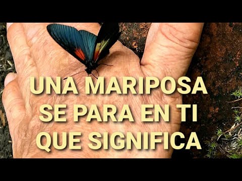 Descubriendo la lepidofobia: Nombres y características de la fobia a las mariposas en la psicología 1 descubriendo la lepidofobia nomb