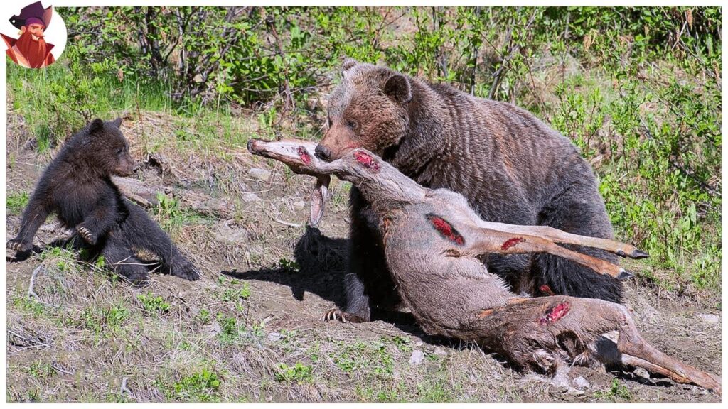 El crecimiento emocional de los cachorros de osos polares: un enfoque psicológico 1 el crecimiento emocional de los