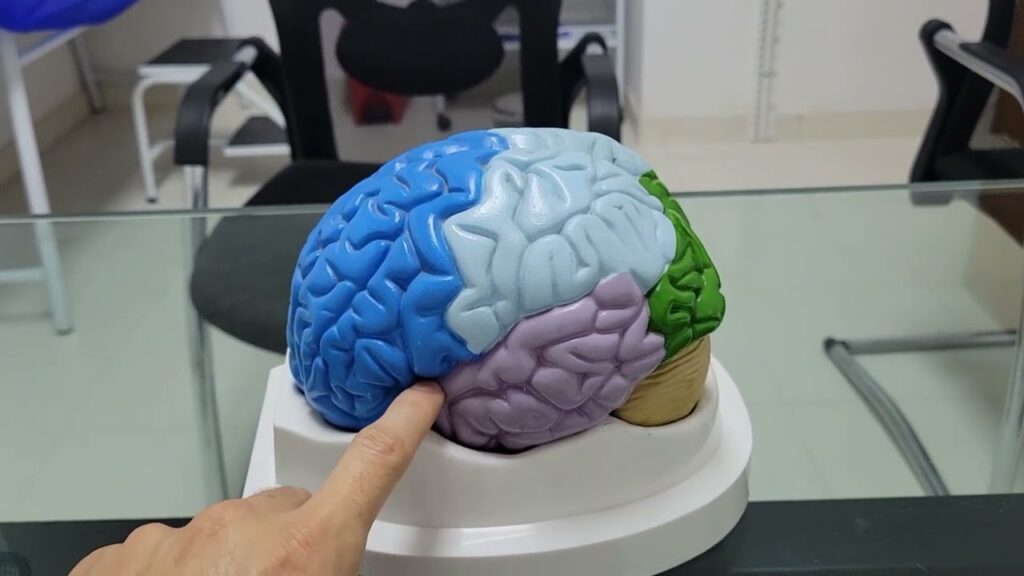 El Diencefalo: El Funcionamiento y la Importancia en la Psicología del Comportamiento 1 el diencefalo el funcionamiento