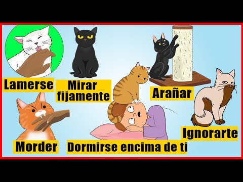 El Dulce Encanto: El Significado Psicológico de Soñar con un Gatito Pequeño 1 el dulce encanto el significado
