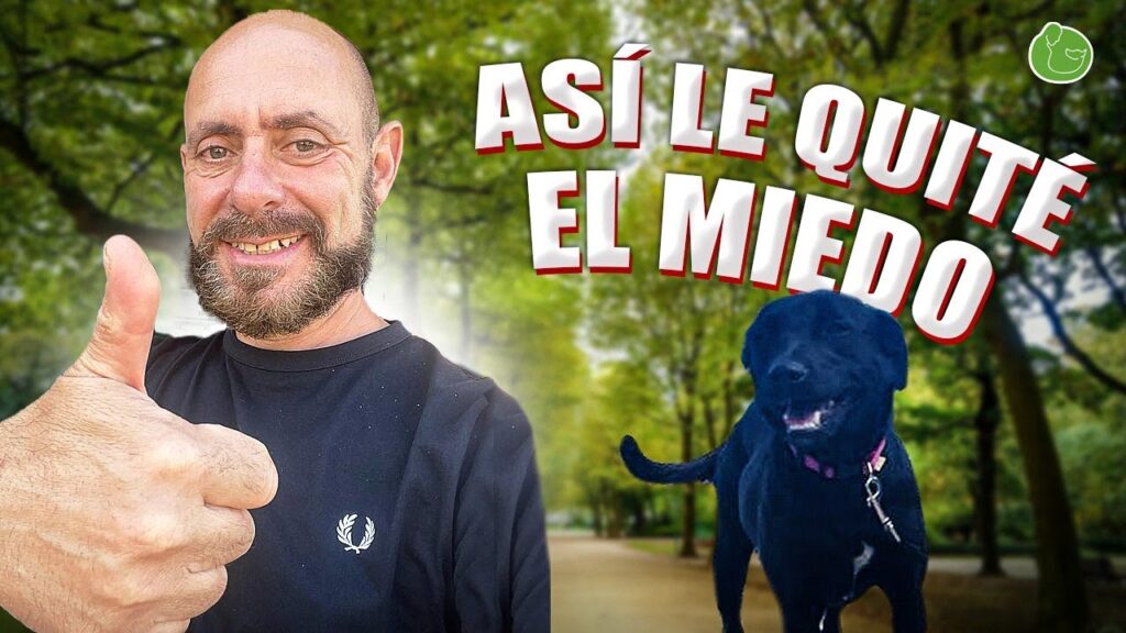 El impacto del estrés en la salud mental de los perros: un análisis del leucograma y su importancia psicológica 1 el impacto del estres en la salu 23