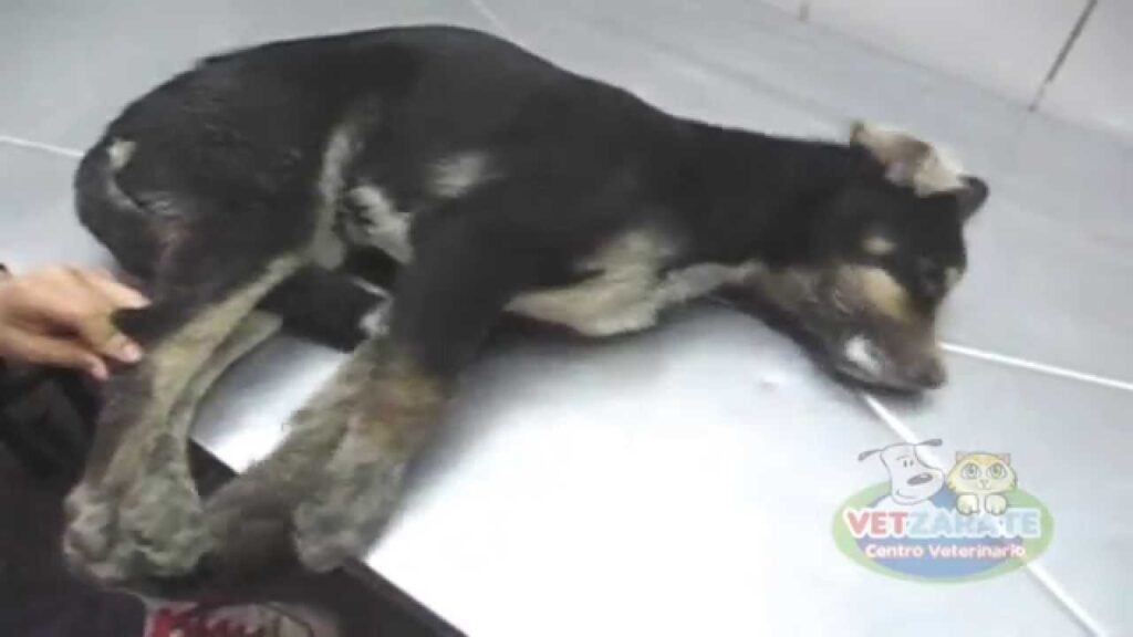El peso emocional de las mioclonias en perros con moquillo: cómo ayudar a tu mascota a recuperarse psicológicamente 1 el peso emocional de las mioclon