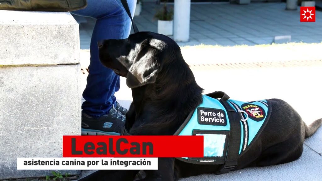El poder terapéutico de los perros de servicio: una esperanza para combatir la ansiedad en España 1 el poder terapeutico de los perr