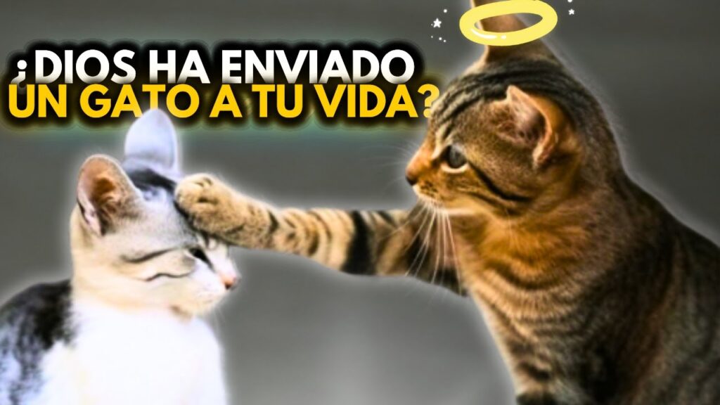 El significado psicológico detrás de soñar con múltiples gatos: ¿Qué revela tu subconsciente? 1 el significado psicologico detra 11