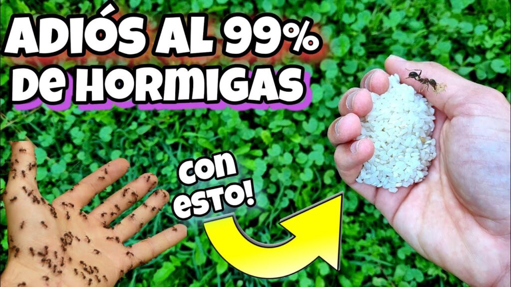 El simbolismo psicológico de los sueños de comer hormigas: ¿qué revelan sobre tu mente? 1 el simbolismo psicologico de los 3