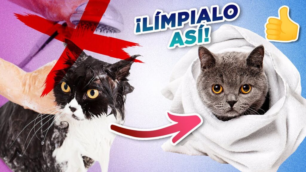 Entendiendo la ansiedad en los gatos: Cómo ayudar a tu felino a manejar el estrés 1 entendiendo la ansiedad en los g