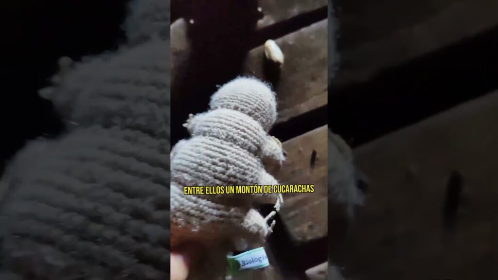 Entendiendo la Nomenclatura de la Fobia a los Insectos: ¿Qué se Conoce como el Miedo a las Cucarachas? 1 entendiendo la nomenclatura de l