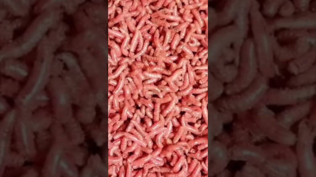 Entomofobia: Descubre el miedo a los gusanos y cómo superarlo 1 entomofobia descubre el miedo a