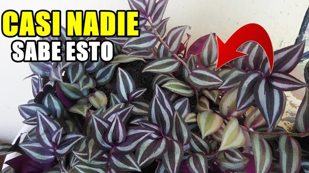 Florofobia: cuando el miedo a las flores condiciona nuestra existencia 1 florofobia cuando el miedo a las