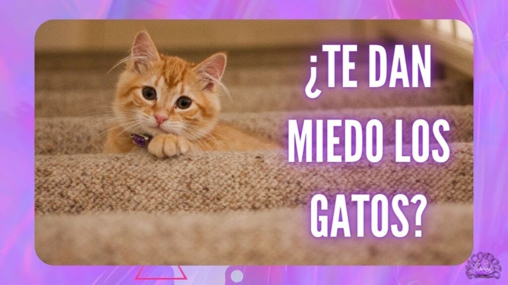 Fobia a los gatos: Entendiendo sus causas y soluciones desde la psicología 1 fobia a los gatos entendiendo su