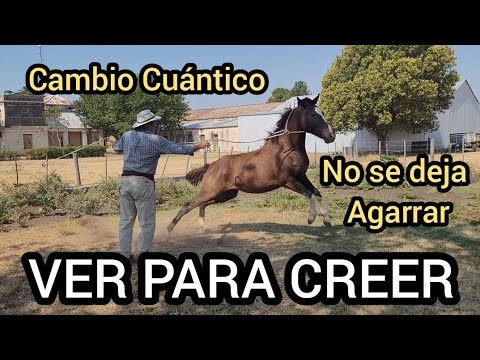Fobia equina: Cómo superar el miedo a los caballos desde la perspectiva psicológica 1 fobia equina como superar el mie 1