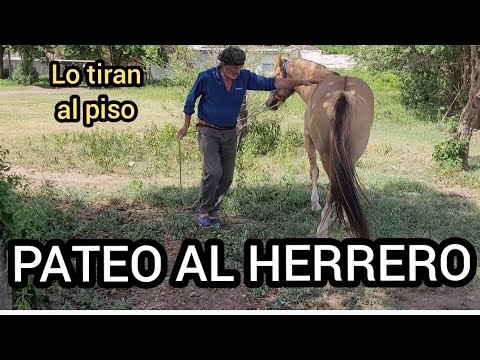 Fobia equina: Cómo superar el miedo a los caballos desde la psicología 1 fobia equina como superar el mie