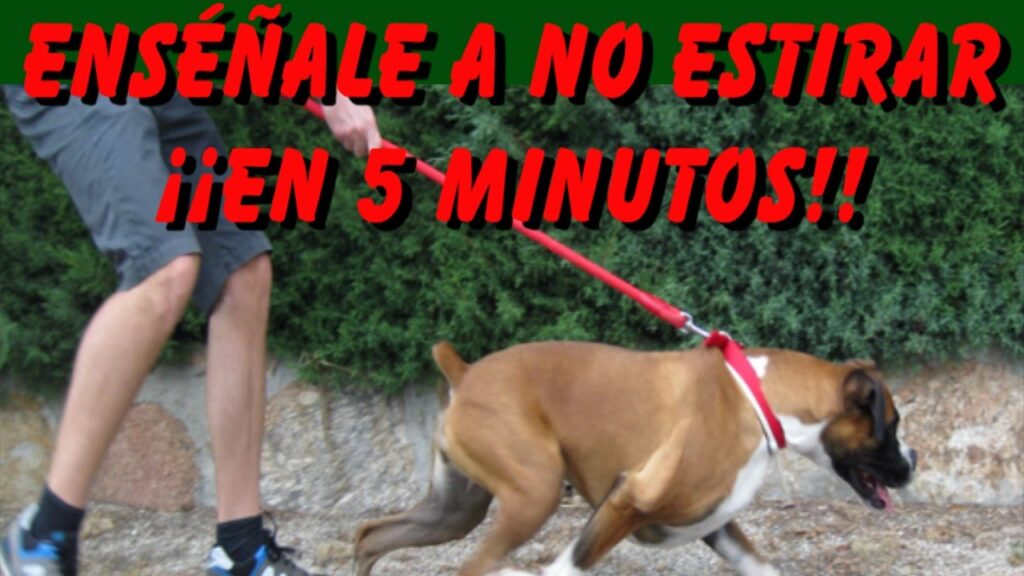 Guía práctica de psicología canina: consejos para manejar la ansiedad en perros. 1 guia practica de psicologia cani