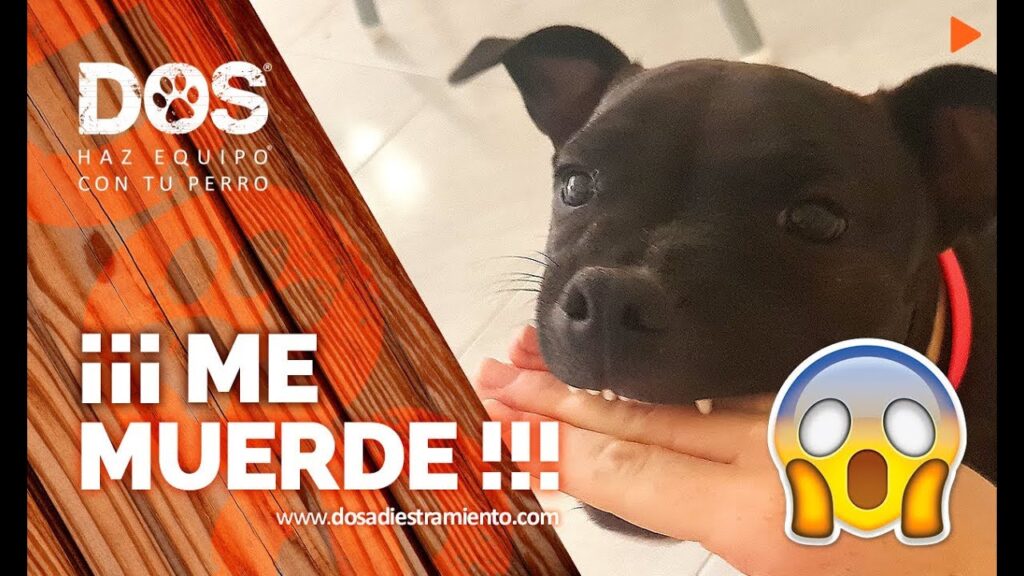 La ansiedad en perros mayores: Cómo identificar y manejar desde una perspectiva psicológica 1 la ansiedad en perros mayores co