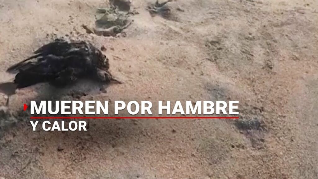 La aversión a los pájaros muertos: explorando las causas de este fenómeno psicológico 1 la aversion a los pajaros muerto