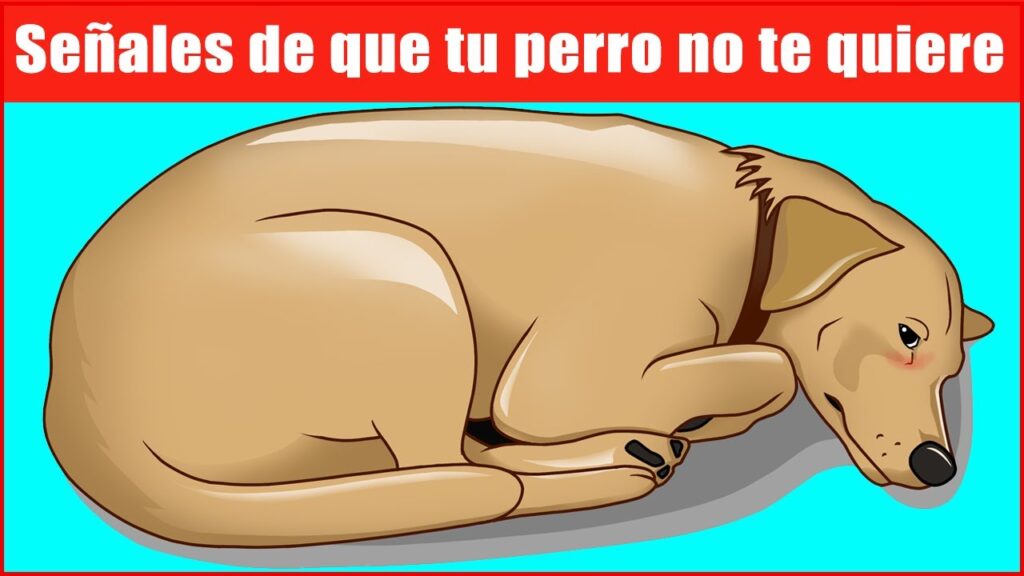 La depresión en perros: Cómo detectar y abordar el problema desde la psicología canina 1 la depresion en perros como dete