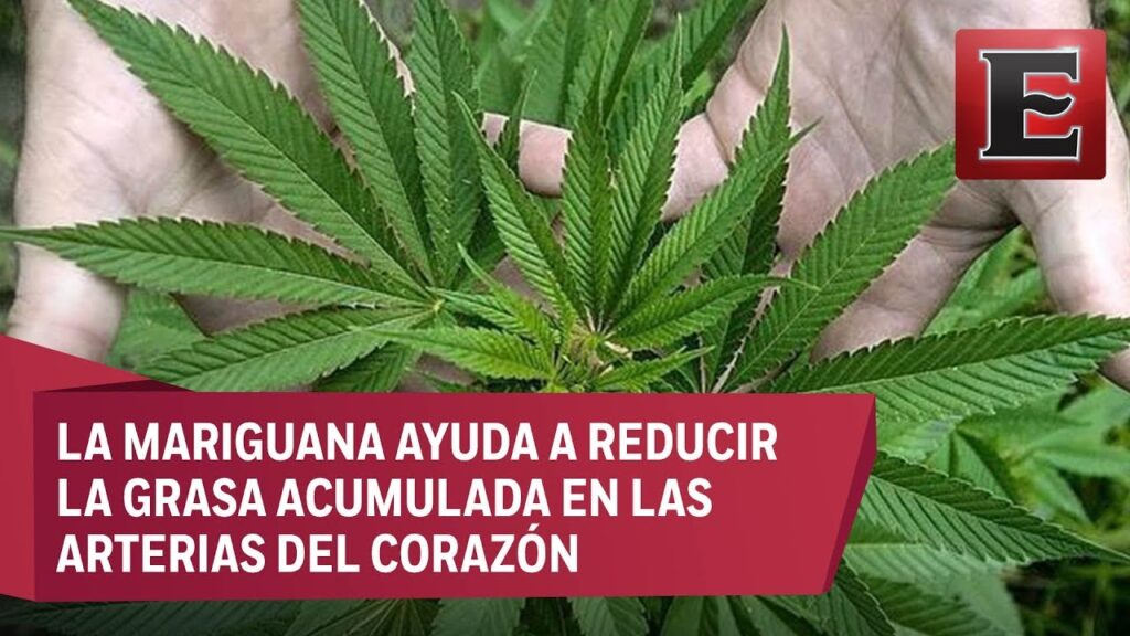 La marihuana como tratamiento para la ansiedad: mitos y realidades 1 la marihuana como tratamiento pa