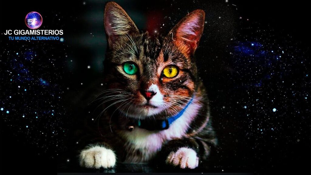 La salud mental de nuestras mascotas: Cómo detectar y tratar la depresión en gatos. 1 la salud mental de nuestras masc