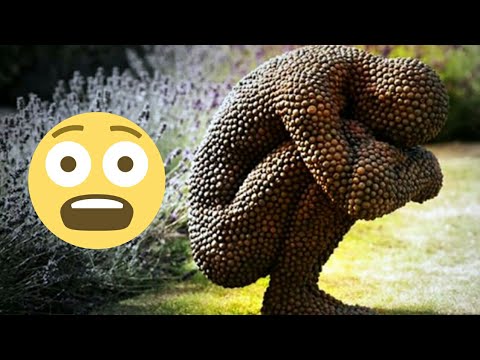 La Tripanofobia: El miedo a las imágenes con agujeros en la psicología 1 la tripanofobia el miedo a las i