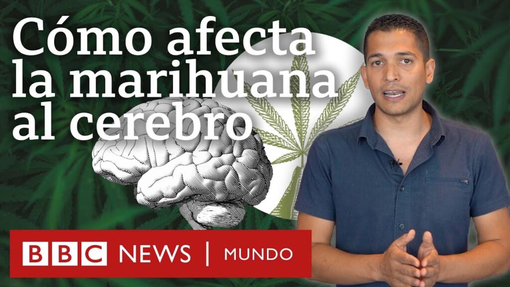 Los efectos de la marihuana en personas con ansiedad: lo que debes saber 1 los efectos de la marihuana en p