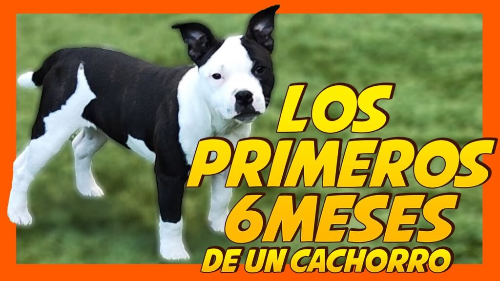 Manejo psicológico de la ansiedad por separación en perros: estrategias efectivas para su control 1 manejo psicologico de la ansieda