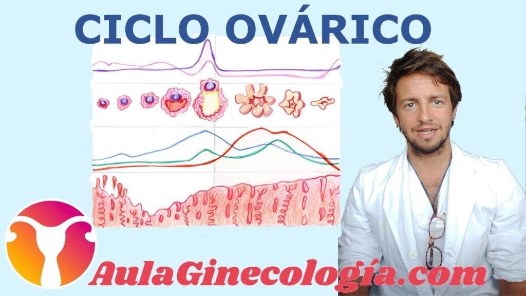 Menopausia: Entendiendo los cambios hormonales y sus efectos en el ciclo menstrual 1 menopausia entendiendo los cambi