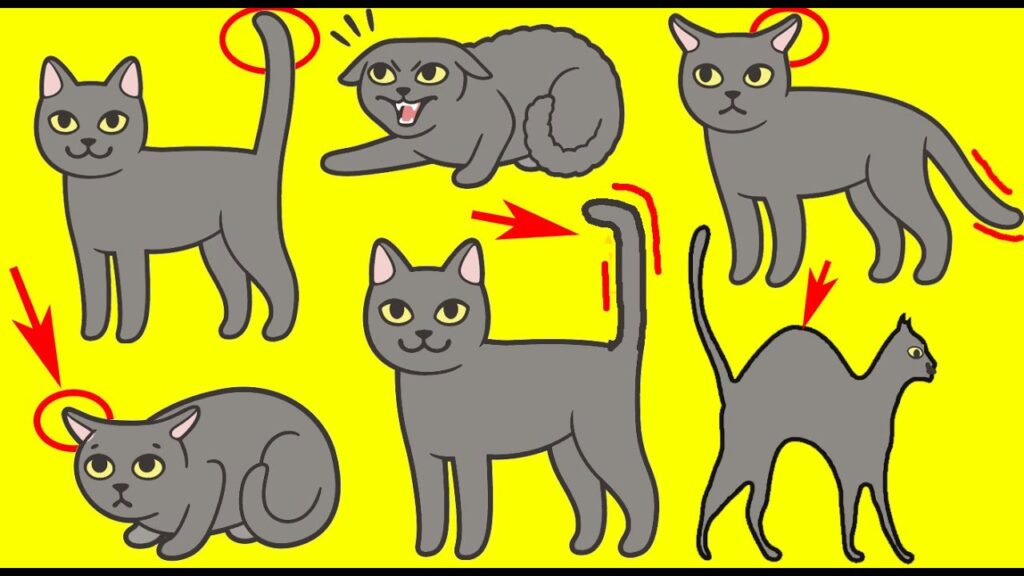¿Notas a tu gato preocupado? Descubre cómo reconocer y manejar la ansiedad felina. 1 notas a tu gato preocupado descu