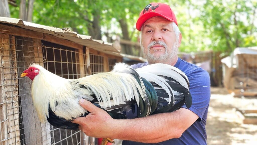 ¿Por qué la aversión a los gallos? Descubre las causas detrás de este miedo irracional. 1 por que la aversion a los gallos