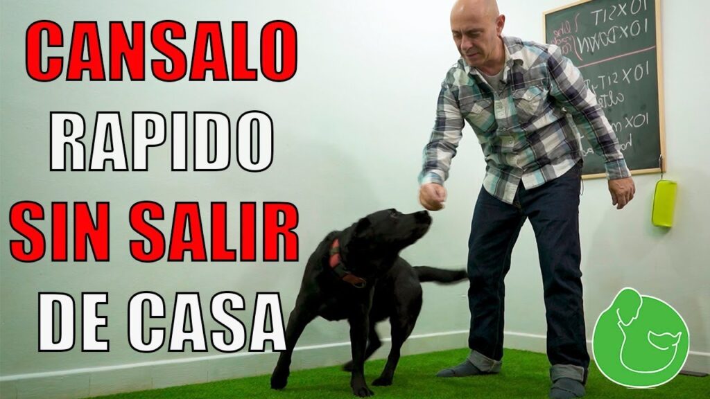 Señales de ansiedad en perros: identificando el malestar emocional de tu mascota 1 senales de ansiedad en perros id