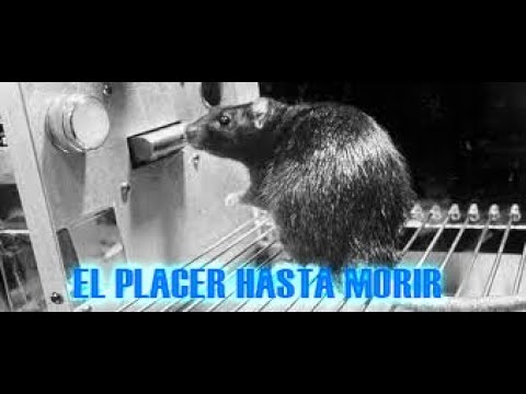 ¿Son éticos los estudios con ratas en Psicología? Una reflexión necesaria sobre su uso en la investigación 1 son eticos los estudios con rata