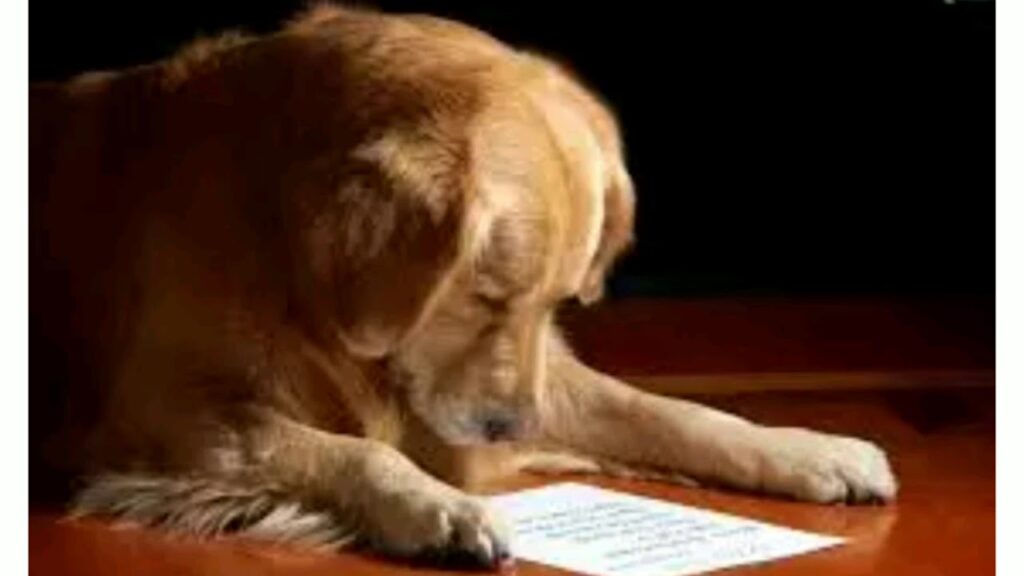 Superando la tristeza por la pérdida de una mascota: consejos psicológicos para vencer la depresión 1 superando la tristeza por la per