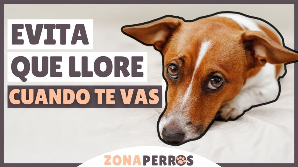 Terapia con perros de servicio: una ayuda efectiva para tratar la ansiedad en España 1 terapia con perros de servicio u