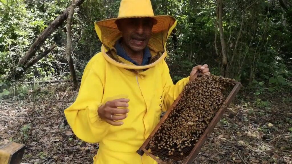 Venciendo el miedo a las abejas y sus colmenas: Consejos de psicología para superarlo 1 venciendo el miedo a las abejas